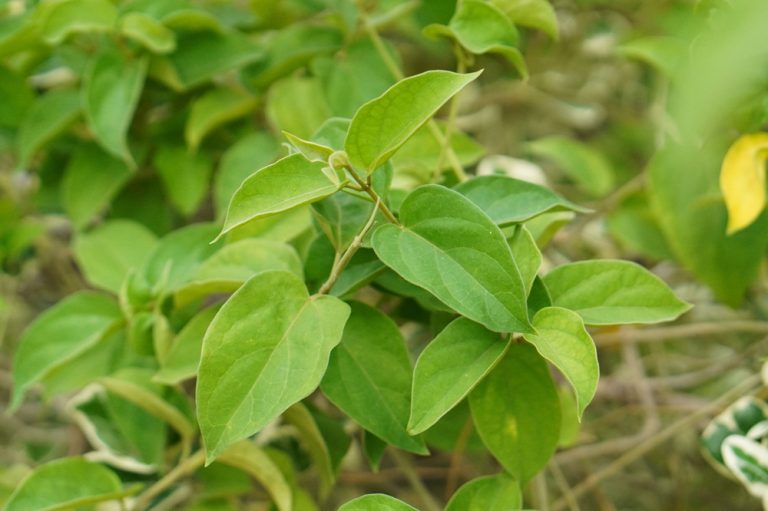 Gambar 1 - Daun Gymnema