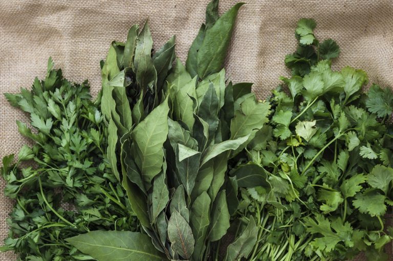 Gambar 1 - daun gymnema sylvestre